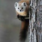 Profile Picture of Benedict Fernandes (@benedictfernandes111) on Instagram