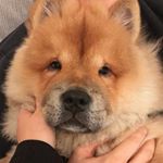 Profile Picture of Bear Wallace 🐻 (@chow_bear) on Instagram