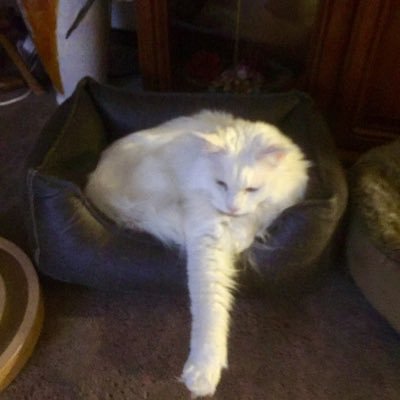 Profile Picture of Thomas Pfeffer (@ThomasPfeffer12) on Twitter