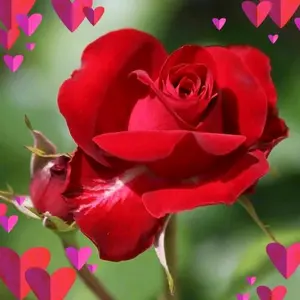 Profile Picture of Sadun Shee (@sadunshee) on Tiktok