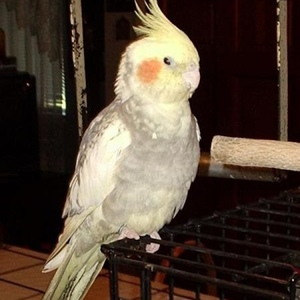 Profile Picture of Lucille Pineda (@lucille_pineda) on Myspace