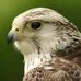 Profile Picture of Peter Kubas (@peter.kubas.75) on Facebook