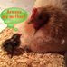 Profile Picture of Shawna Lund (My Funny Fowl Farm) (@MyFunnyFowlFarm) on Facebook