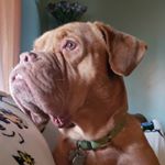 Profile Picture of Megan (@m.moredock) on Instagram