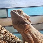 Profile Picture of Alana Engleson (@lizardlana) on Instagram