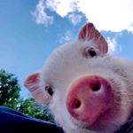 Profile Picture of Sherry.Wong (@sherry.wong8) on Instagram