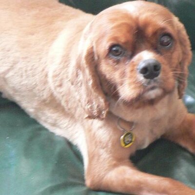 Profile Picture of Joanne Brodie (@@daisybrodie) on Twitter