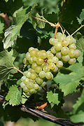 Profile Picture of Bacchus (grape)on Wikipedia