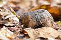 Profile Picture of Hottentot golden moleon Wikipedia