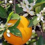 Profile Picture of Carol Carpenter (@carmar1094) on Instagram