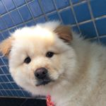 Profile Picture of Nick Bezerra Chow (@nickbchow) on Instagram