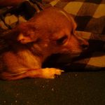 Profile Picture of Bell Jeffordsbell (@nicholas_parker_12345) on Instagram