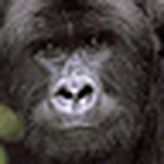 Profile Picture of Robert Servatius (@robert servatius) on Flickr