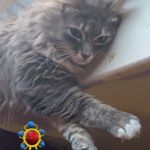 Profile Picture of Paula Van Meter (McCarr) (@veenikah) on Instagram