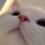 Profile Picture of romshek (@romshek3) on Instagram