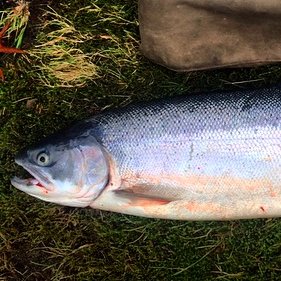 Profile Picture of Stanley Davidson (@fishfry51) on Twitter