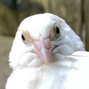 Profile Picture of Matthew Xu (@matthewxu8859) on Youtube