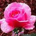 Profile Picture of Fayaz Mohammed (@fayaz.mohammed.7902564) on Facebook