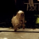 Profile Picture of Peter (el Perro De @milidice) (@peterdicesare) on Instagram