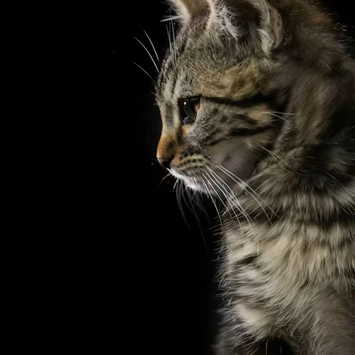 Profile Picture of paul (@65mcg) on Tiktok