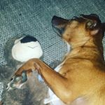 Profile Picture of Joel wittmann (@joelj790) on Instagram