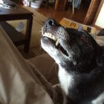Profile Picture of Andrew Shannon (@andrew__shannon) on Instagram