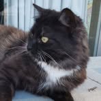 Profile Picture of Peter Arvanitis (@peter.arvanitis.54772) on Facebook