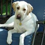 Profile Picture of Robert Gartrell (@bob_chevy) on Instagram