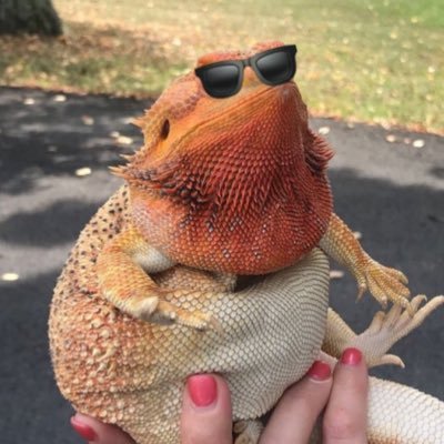 Profile Picture of Gunna For Heisman (@GrouperDave) on Twitter