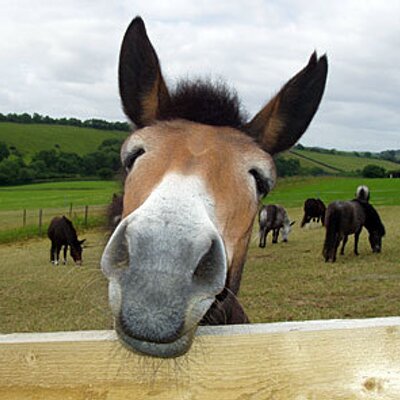 Profile Picture of Brian Teller (@theMule1406) on Twitter