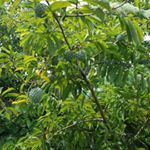 Profile Picture of Rigoberto Carranza (@rigoberto.carranza.18) on Instagram