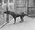 Profile Picture of Endling - Wikipediaon Wikipedia