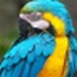 Ali Al-shawi - Flickr Profile Picture of Ali Al-shawi (@ali.alshawi.31508) on Flickr