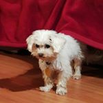 Profile Picture of Tinka (@tina_the_maltese) on Instagram