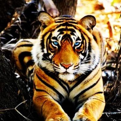 Profile Picture of John Kovac (@hrvtiger) on Twitter