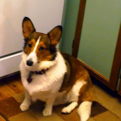 Profile Picture of Josh Rainman Heitman (@joshmh1992) on Twitter