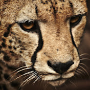 Profile Picture of Ivan Stevenson (@IVANJHONSTEVENSONGUE) on Youtube