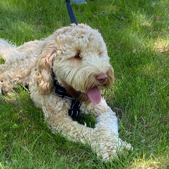 Profile Picture of Lainie Fillow (@ljoyf) on Poshmark