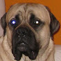 Profile Picture of English Mastiff Carlos (@@carlosmastiff77) on Tiktok
