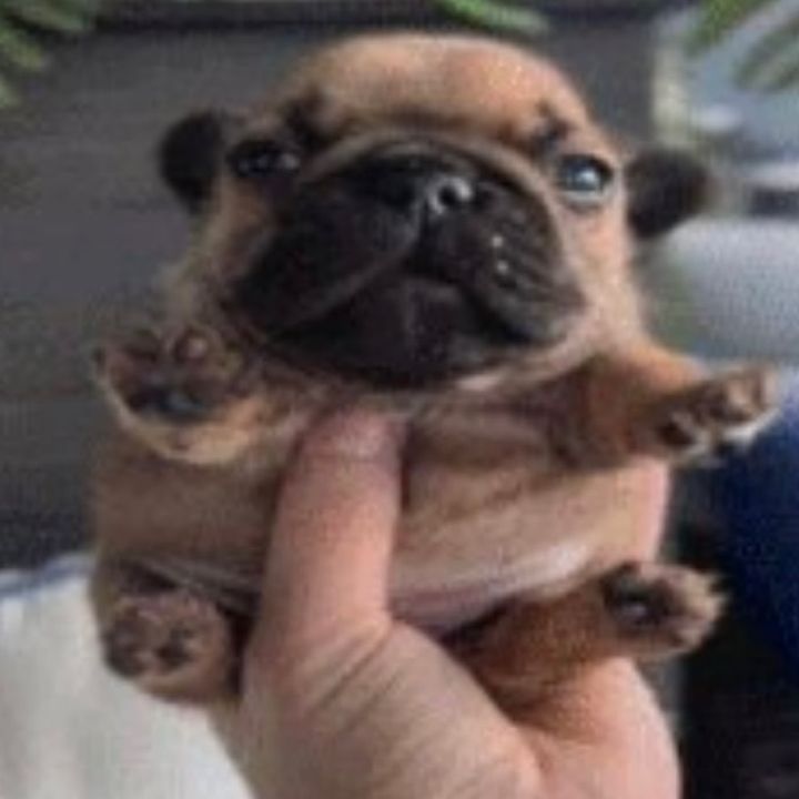 Profile Picture of burger dog (@burger_d0g) on Tiktok