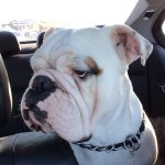 Profile Picture of Chris (@chris_biehle) on Instagram