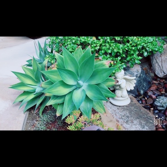 Profile Picture of Lena Nguyen (@lenanguyen76) on Poshmark