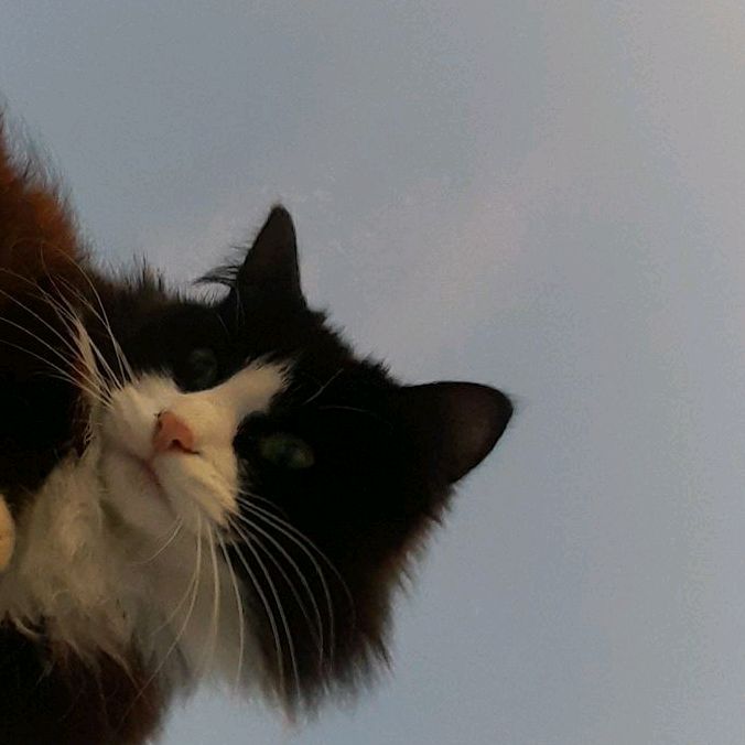 Profile Picture of Kate Olivier (@@katie_kleyn) on Tiktok