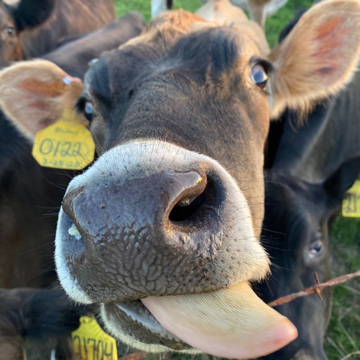 Profile Picture of cierra (@cierraholmes8) on Tiktok