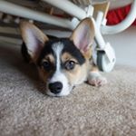 Profile Picture of alicethebarkingmachine (@alicethebarkingmachine) on Instagram