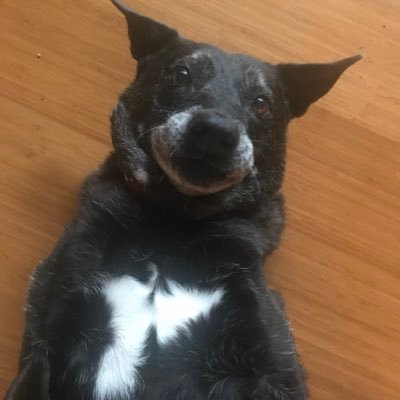 Profile Picture of Paula Beamer (@PB61642166) on Twitter