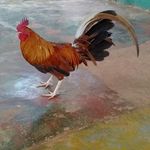 Profile Picture of Kenny Montero (@cuadra_montero1226) on Instagram