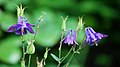 Profile Picture of Aquilegia - Wikipediaon Wikipedia