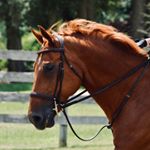 riding account - Instagram Profile Picture of riding account (@carly_milller) on Instagram