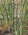 Profile Picture of Spelt - Wikipediaon Wikipedia